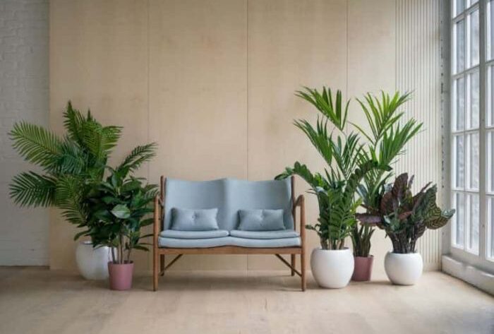 How to decorate living room with plants